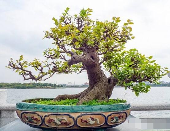 九里香盆景的養殖方法,做好七個基本養殖要點滿盆花香
