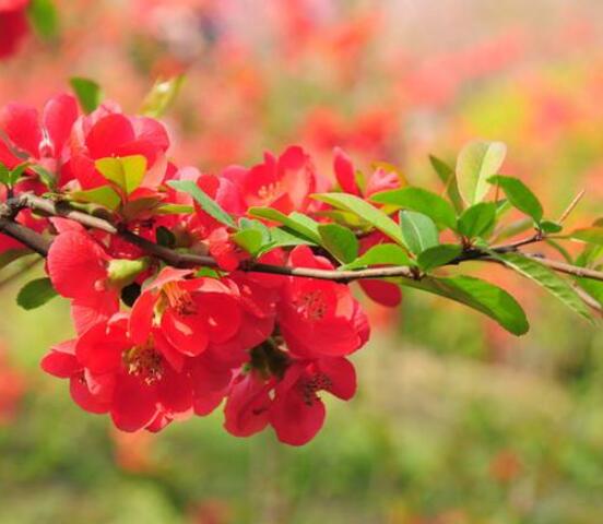 草本海棠花的養(yǎng)殖方法,老農(nóng)總結(jié)出七大最簡單養(yǎng)殖方法