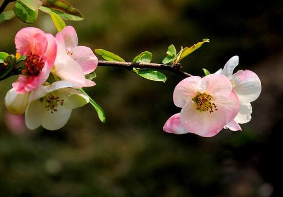 草本海棠花的養(yǎng)殖方法,老農(nóng)總結(jié)出七大最簡單養(yǎng)殖方法