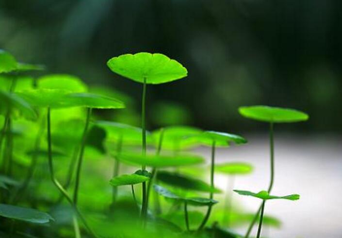 銅錢草放在什么位置好,放在陽(yáng)臺(tái)上最合適