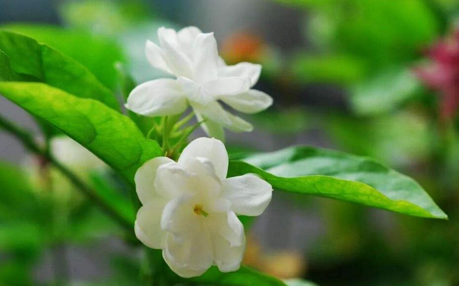 茉莉的花語,地區和數量不同代表的寓意也不同
