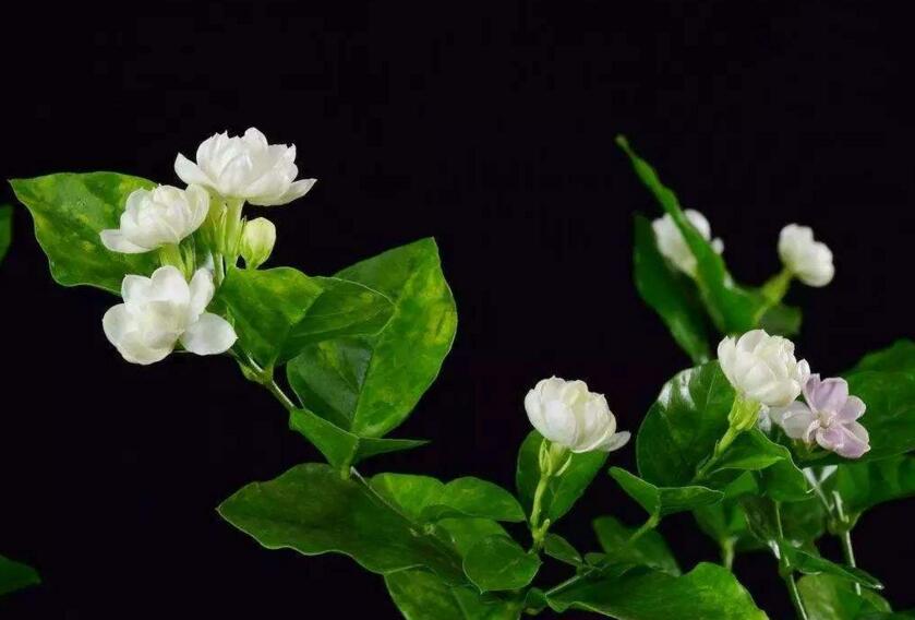 茉莉的花語,地區和數量不同代表的寓意也不同