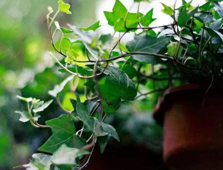 常春藤葉子發(fā)蔫咋補(bǔ)救,適合的光照和溫度很重要