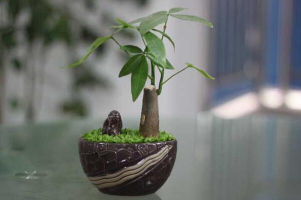 發(fā)財樹枯死怎么辦,發(fā)財樹枯萎的原因以及解決方法