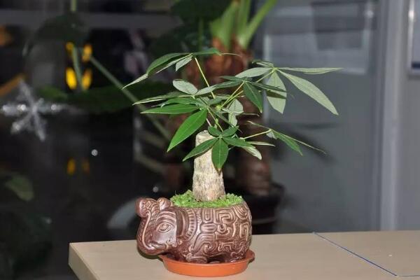 發(fā)財樹枯死怎么辦,發(fā)財樹枯萎的原因以及解決方法