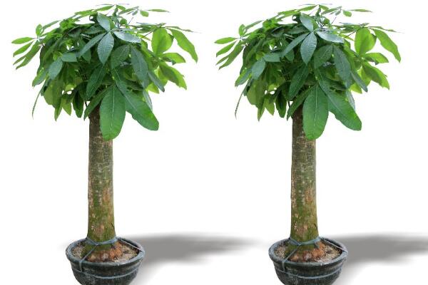 發(fā)財樹枯死怎么辦,發(fā)財樹枯萎的原因以及解決方法