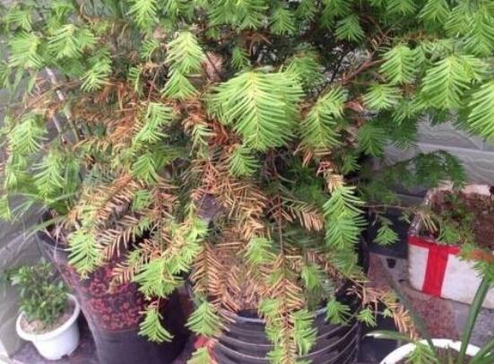 紅豆杉葉子干枯怎么辦,教你最有效三種解決方法
