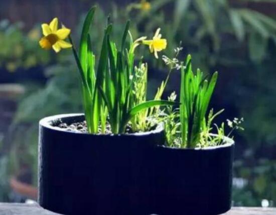 水仙花三大培植方法,介紹三種種植方法(土培/水培/沙培)