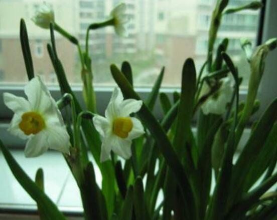 水仙花三大培植方法,介紹三種種植方法(土培/水培/沙培)