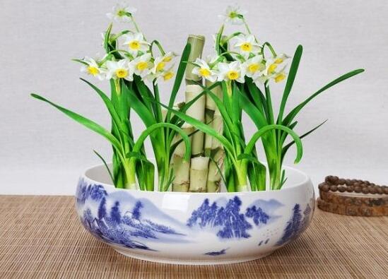 水仙花三大培植方法,介紹三種種植方法(土培/水培/沙培)