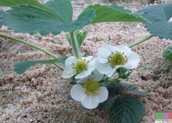 水仙花三大培植方法,介紹三種種植方法(土培/水培/沙培)