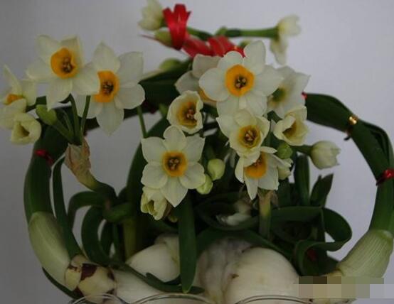 水仙花三大培植方法,介紹三種種植方法(土培/水培/沙培)