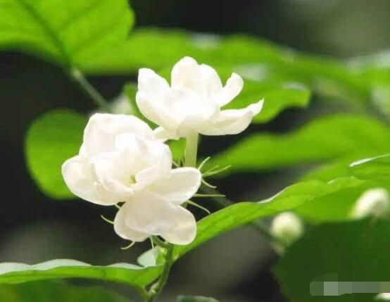 茉莉花的養(yǎng)殖方法和注意事項(xiàng)，老農(nóng)總結(jié)最實(shí)用八大養(yǎng)殖方法