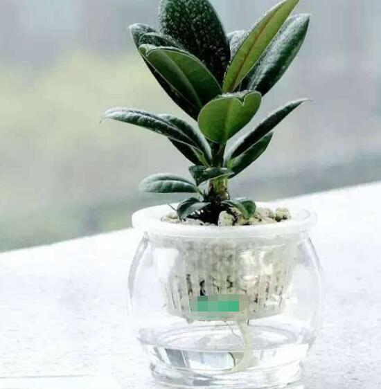 橡皮樹泡水幾天生根,最快半個月時間生長出根