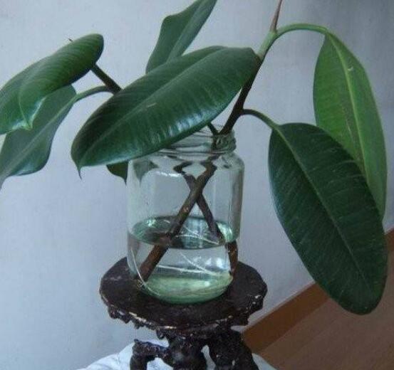 橡皮樹泡水幾天生根,最快半個月時間生長出根
