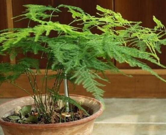 文竹風水擺放禁忌，切記要注意四個擺放位置