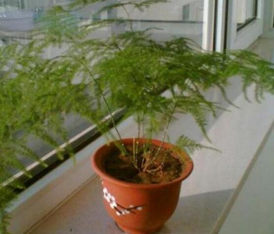 文竹風水擺放禁忌，切記要注意四個擺放位置