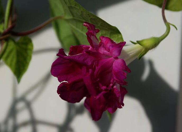 牽牛花品種,五種比較稀有的品種