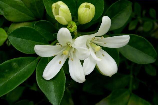 九里香幾月份開花,生長環境不同花期也不一樣