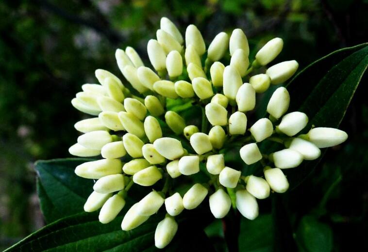 九里香幾月份開花,生長環境不同花期也不一樣