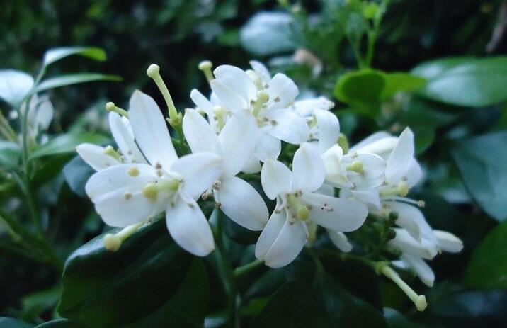 九里香幾月份開花,生長環境不同花期也不一樣