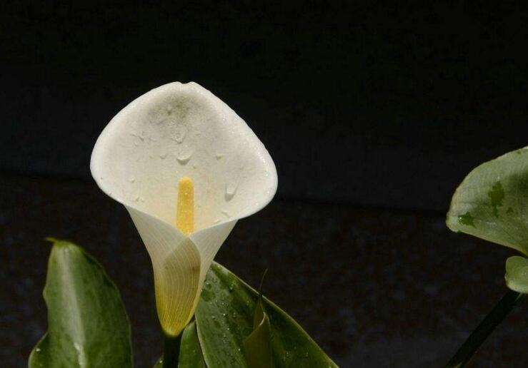 盆栽馬蹄蓮的養(yǎng)殖方法,生長環(huán)境很重要