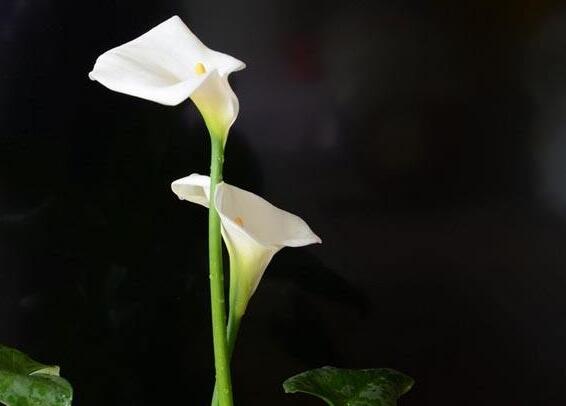 盆栽馬蹄蓮的養(yǎng)殖方法,生長環(huán)境很重要
