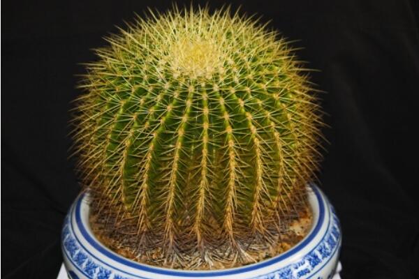 金虎仙人球變黃怎么辦,多半是澆水、溫度、光照三個方面沒做好