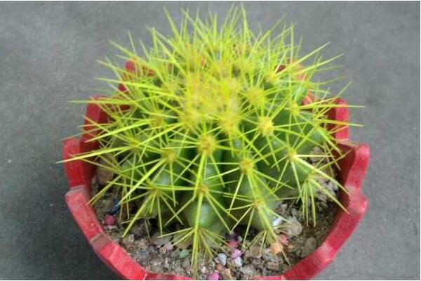 金虎仙人球變黃怎么辦,多半是澆水、溫度、光照三個方面沒做好