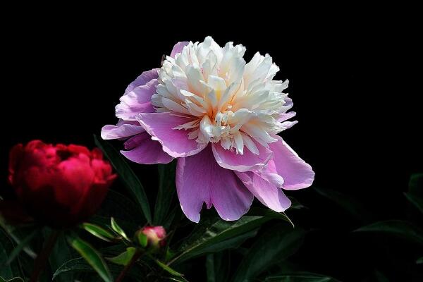 芍藥花的養(yǎng)護(hù),芍藥養(yǎng)護(hù)技巧介紹
