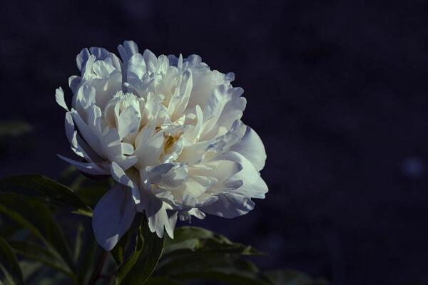 芍藥花的養(yǎng)護(hù),芍藥養(yǎng)護(hù)技巧介紹
