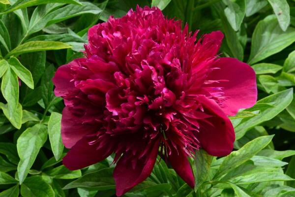 芍藥花的養(yǎng)護(hù),芍藥養(yǎng)護(hù)技巧介紹