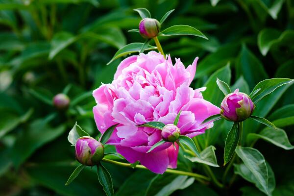 芍藥花的養(yǎng)護(hù),芍藥養(yǎng)護(hù)技巧介紹