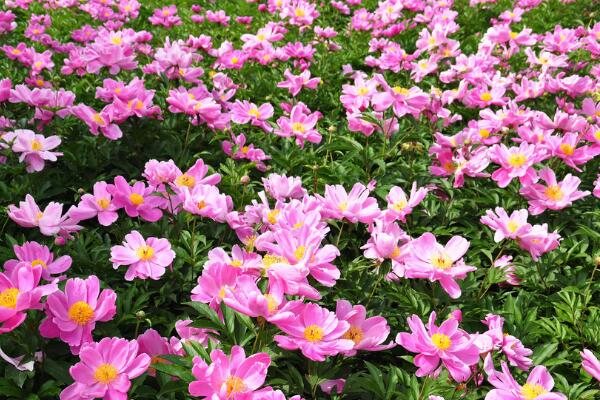芍藥花的養(yǎng)護(hù),芍藥養(yǎng)護(hù)技巧介紹