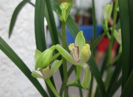 蘭花花語是什么,代表著一種美好、高潔、賢德