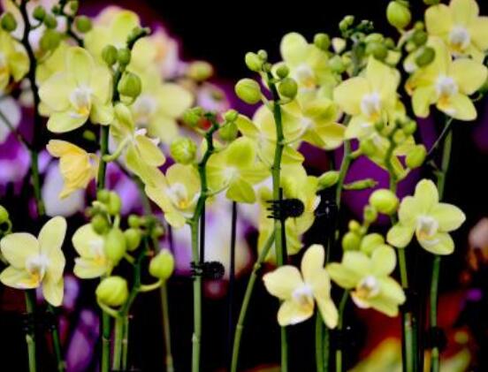 蘭花花語是什么,代表著一種美好、高潔、賢德