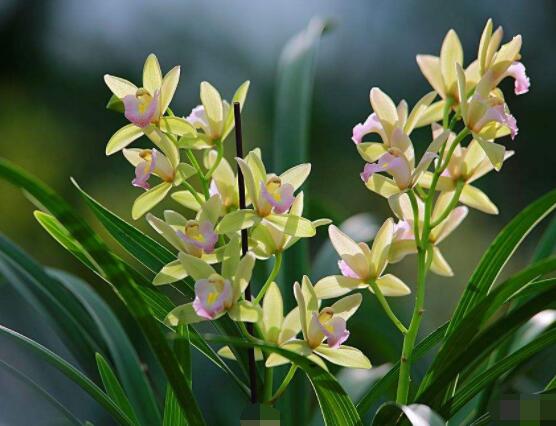 蘭花花語是什么,代表著一種美好、高潔、賢德