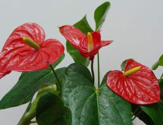 紅掌開花后怎么處理,及時修剪/控水控肥控光照(有利促花)