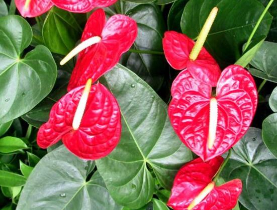 紅掌開花后怎么處理,及時修剪/控水控肥控光照(有利促花)