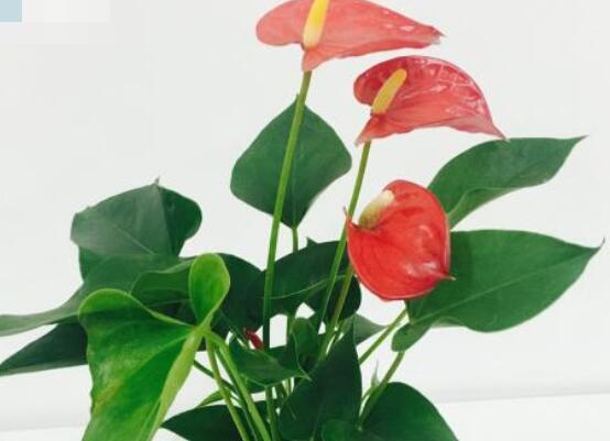 紅掌開花后怎么處理,及時修剪/控水控肥控光照(有利促花)