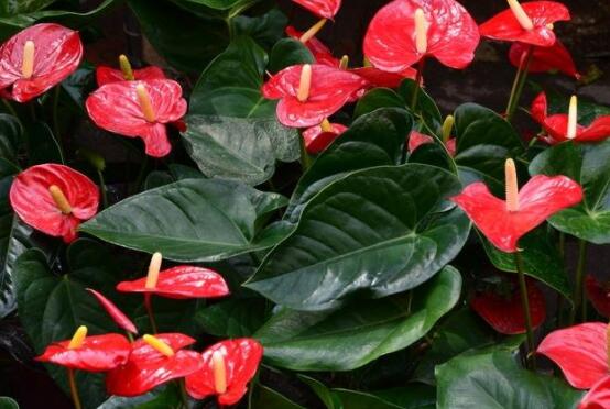 紅掌開花后怎么處理,及時修剪/控水控肥控光照(有利促花)