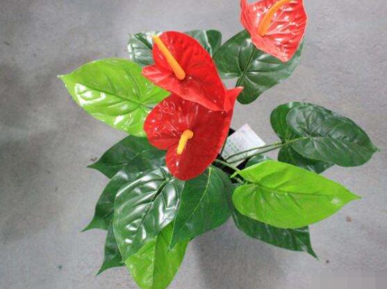 紅掌開花后怎么處理,及時修剪/控水控肥控光照(有利促花)