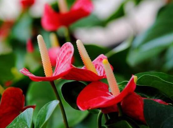 紅掌開花后怎么處理,及時修剪/控水控肥控光照(有利促花)