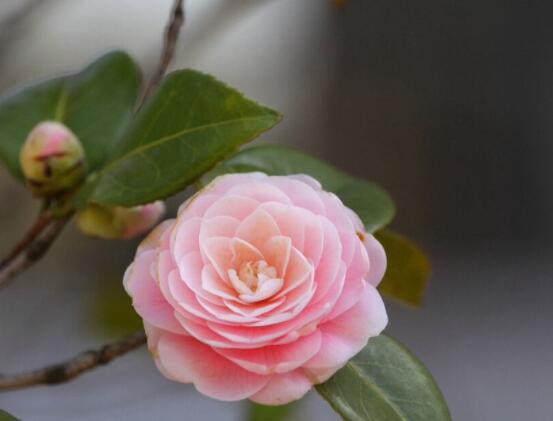 山茶花作用是什么,美容養顏、滋養肌膚、凈化空氣