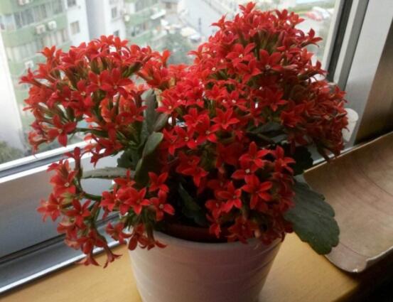 長壽花夏季管理,注意溫度與光照/少澆水不施肥勤修剪