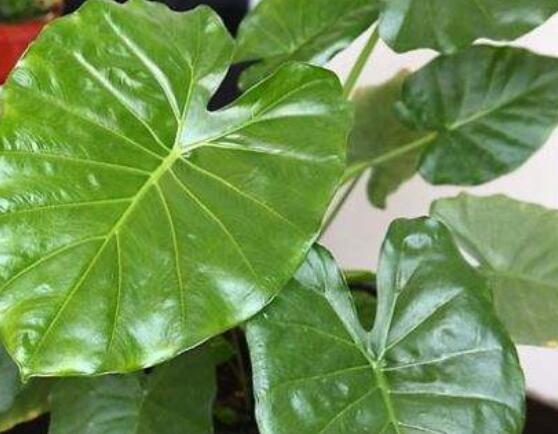 滴水觀音開花后怎么辦,及時修剪/注意溫度光照忌積水