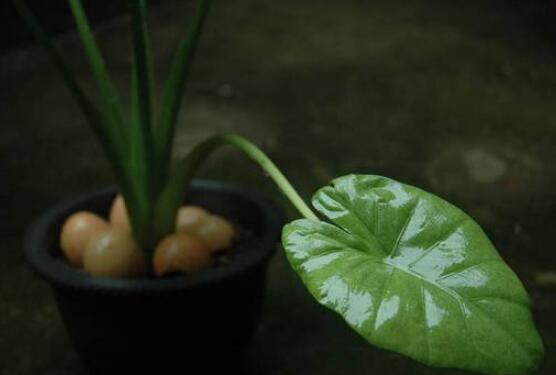 滴水觀音開花后怎么辦,及時修剪/注意溫度光照忌積水
