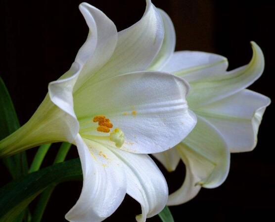 百合花花語,代表著純潔、熱烈的愛、永遠的幸福