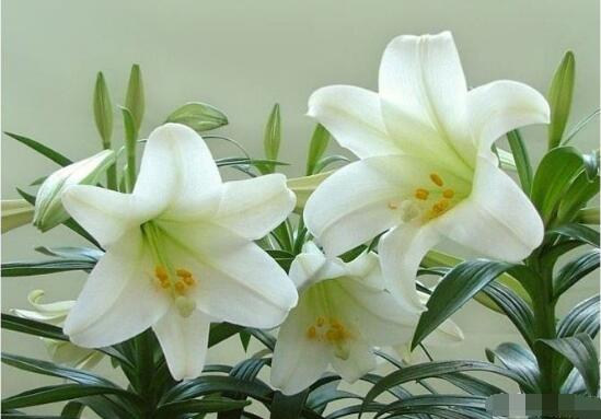 百合花花語,代表著純潔、熱烈的愛、永遠的幸福