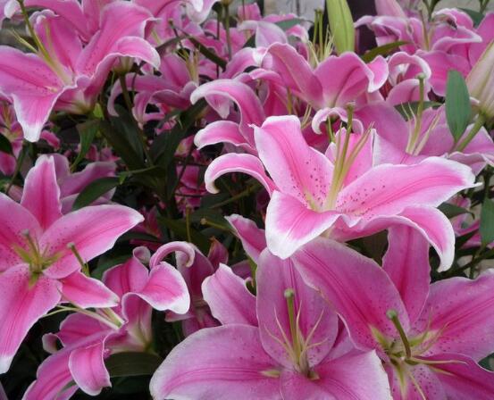 百合花花語,代表著純潔、熱烈的愛、永遠的幸福